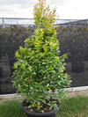 Lilly Pilly Syzygium australe 'AATS' Pinnacle
